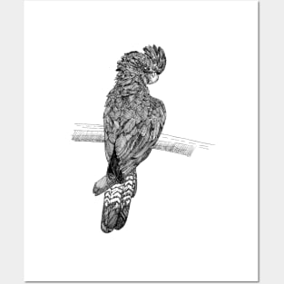 red tailed black cockatoo scientific nature black ink pen drawing illustration Posters and Art